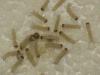 Spilosoma lutea